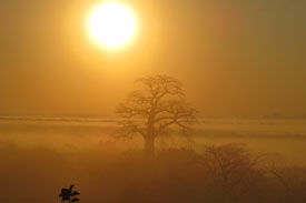 Baobab Sunrise