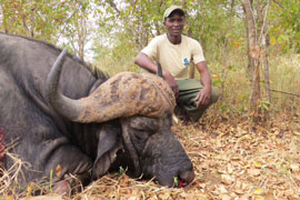 Tracker Gerald with one of Guy's Bulls