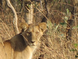 Young Lion on the Camaroon Savannah