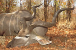55 inch Kudu