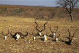 Some of the trophies taken in 2019