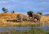 Elephant hunting safaris.