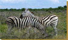 Zindele Safaris Namibia hunting daily rates.